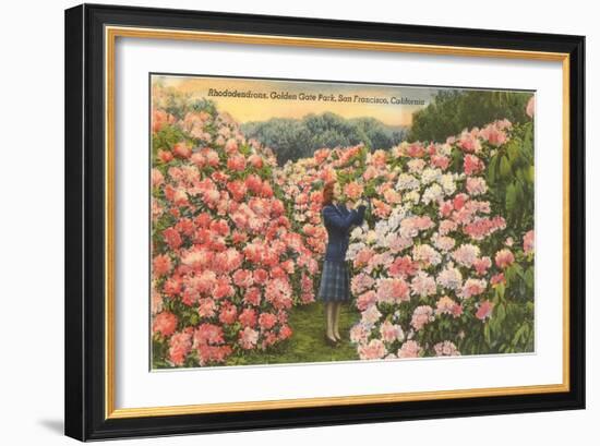 Rhododendrons, Golden Gate Park, San Francisco, California-null-Framed Art Print