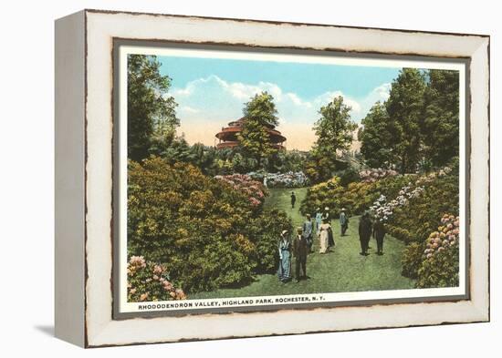 Rhododendrons, Highland Park, Rochester, New York-null-Framed Stretched Canvas