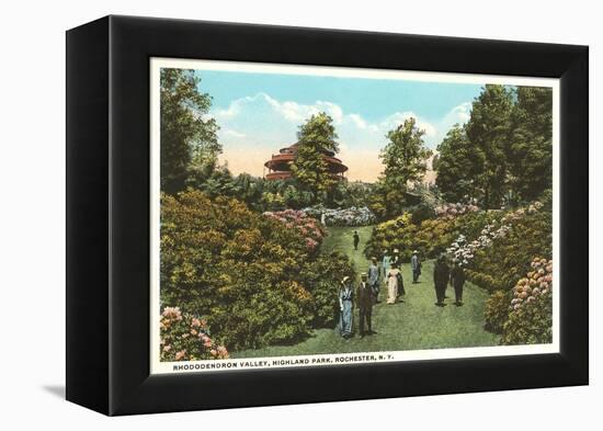 Rhododendrons, Highland Park, Rochester, New York-null-Framed Stretched Canvas