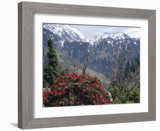 Rhododendrons in Bloom, Dhaula Dhar Range of the Western Himalayas, Himachal Pradesh, India-David Poole-Framed Photographic Print