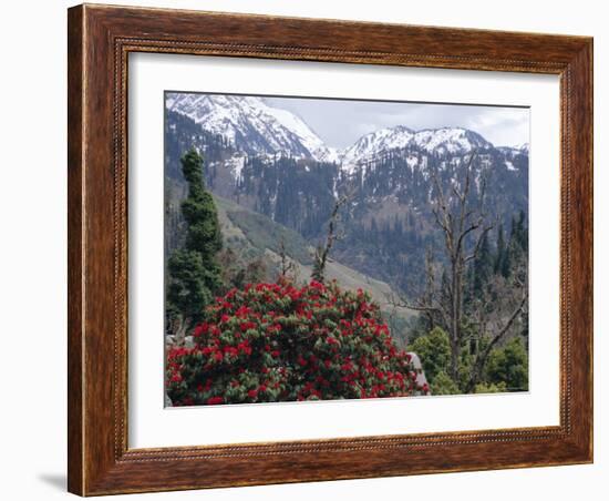 Rhododendrons in Bloom, Dhaula Dhar Range of the Western Himalayas, Himachal Pradesh, India-David Poole-Framed Photographic Print