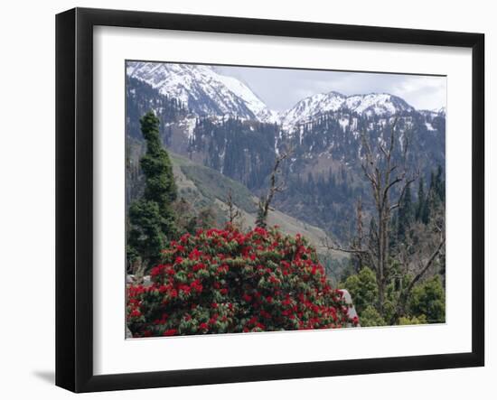 Rhododendrons in Bloom, Dhaula Dhar Range of the Western Himalayas, Himachal Pradesh, India-David Poole-Framed Photographic Print