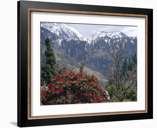Rhododendrons in Bloom, Dhaula Dhar Range of the Western Himalayas, Himachal Pradesh, India-David Poole-Framed Photographic Print