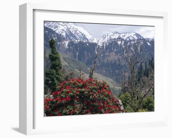 Rhododendrons in Bloom, Dhaula Dhar Range of the Western Himalayas, Himachal Pradesh, India-David Poole-Framed Photographic Print