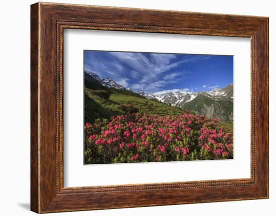 Rhododendrons in Bloom Surrounded by Green Meadows, Orobie Alps, Arigna Valley, Sondrio, Valtellina-Roberto Moiola-Framed Photographic Print