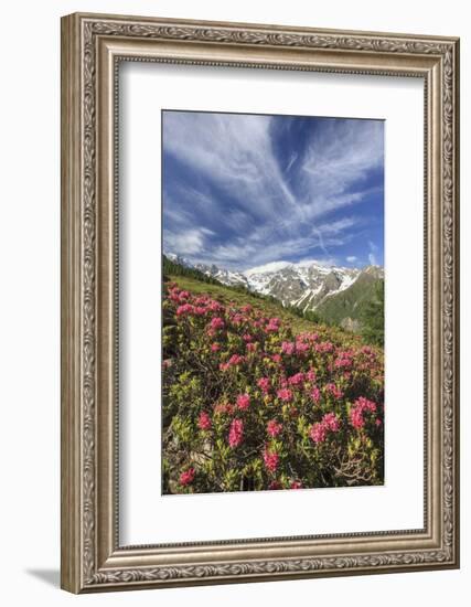 Rhododendrons in Bloom Surrounded by Green Meadows, Orobie Alps, Arigna Valley, Sondrio, Valtellina-Roberto Moiola-Framed Photographic Print