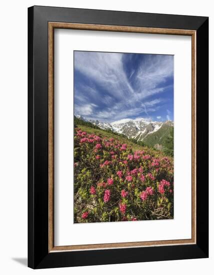 Rhododendrons in Bloom Surrounded by Green Meadows, Orobie Alps, Arigna Valley, Sondrio, Valtellina-Roberto Moiola-Framed Photographic Print