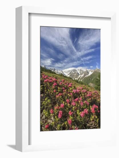Rhododendrons in Bloom Surrounded by Green Meadows, Orobie Alps, Arigna Valley, Sondrio, Valtellina-Roberto Moiola-Framed Photographic Print