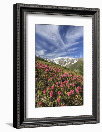 Rhododendrons in Bloom Surrounded by Green Meadows, Orobie Alps, Arigna Valley, Sondrio, Valtellina-Roberto Moiola-Framed Photographic Print