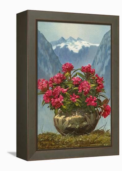 Rhododendrons in Pot by Mountains-null-Framed Stretched Canvas