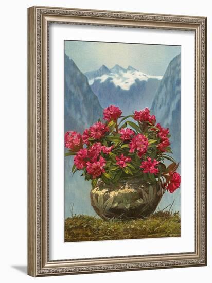 Rhododendrons in Pot by Mountains-null-Framed Premium Giclee Print