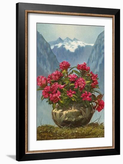 Rhododendrons in Pot by Mountains-null-Framed Art Print