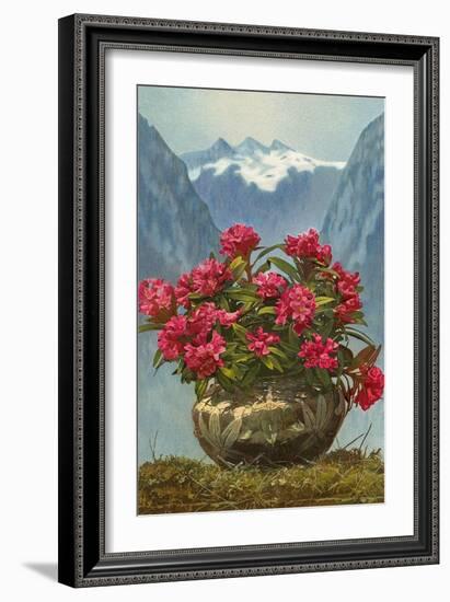 Rhododendrons in Pot by Mountains-null-Framed Art Print