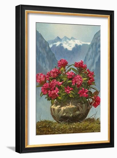 Rhododendrons in Pot by Mountains-null-Framed Art Print