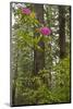 Rhododendrons with Coast Redwood trees, Redwood NP, California, USA-Jerry Ginsberg-Mounted Photographic Print