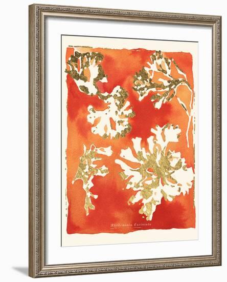 Rhodomenia laciniata-Maja Gunnarsdottir-Framed Giclee Print