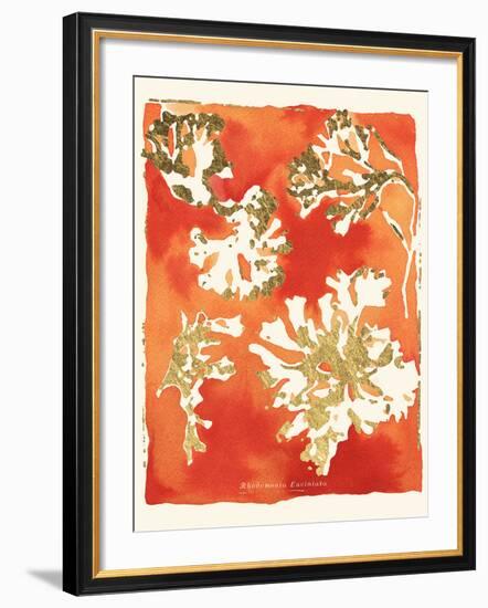 Rhodomenia laciniata-Maja Gunnarsdottir-Framed Giclee Print