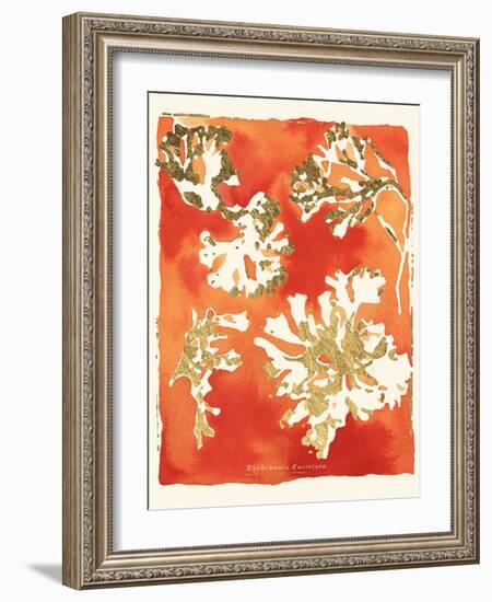 Rhodomenia laciniata-Maja Gunnarsdottir-Framed Giclee Print