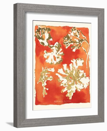 Rhodomenia laciniata-Maja Gunnarsdottir-Framed Giclee Print