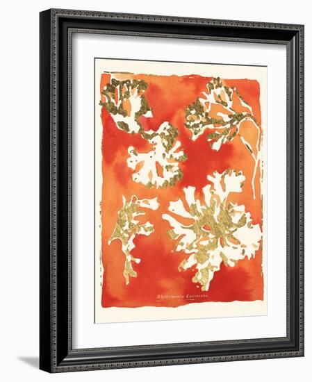 Rhodomenia laciniata-Maja Gunnarsdottir-Framed Giclee Print