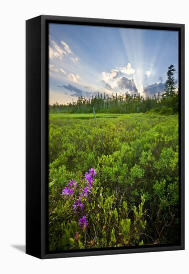 Rhodora Blooms in a Bog in New Hampshire's White Mountains-Jerry & Marcy Monkman-Framed Premier Image Canvas