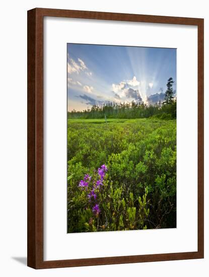 Rhodora Blooms in a Bog in New Hampshire's White Mountains-Jerry & Marcy Monkman-Framed Photographic Print