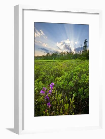 Rhodora Blooms in a Bog in New Hampshire's White Mountains-Jerry & Marcy Monkman-Framed Photographic Print