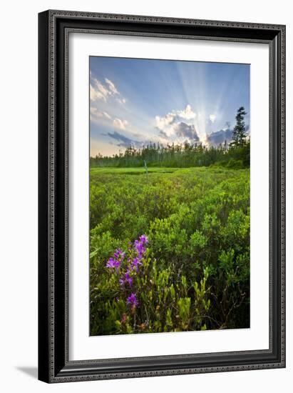 Rhodora Blooms in a Bog in New Hampshire's White Mountains-Jerry & Marcy Monkman-Framed Photographic Print