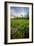 Rhodora Blooms in a Bog in New Hampshire's White Mountains-Jerry & Marcy Monkman-Framed Photographic Print