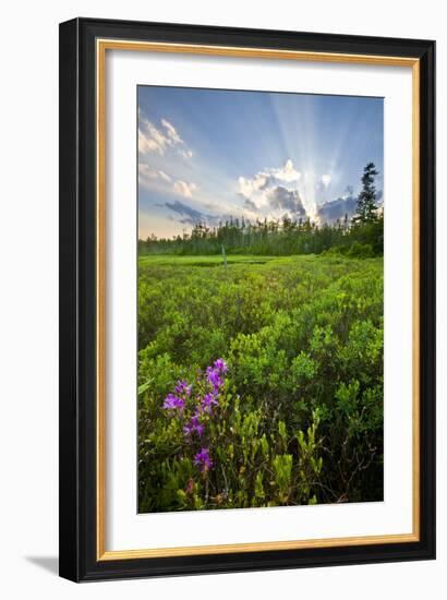 Rhodora Blooms in a Bog in New Hampshire's White Mountains-Jerry & Marcy Monkman-Framed Photographic Print