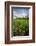 Rhodora Blooms in a Bog in New Hampshire's White Mountains-Jerry & Marcy Monkman-Framed Photographic Print