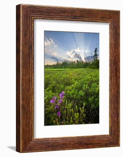 Rhodora Blooms in a Bog in New Hampshire's White Mountains-Jerry & Marcy Monkman-Framed Photographic Print