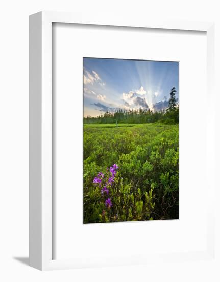 Rhodora Blooms in a Bog in New Hampshire's White Mountains-Jerry & Marcy Monkman-Framed Photographic Print