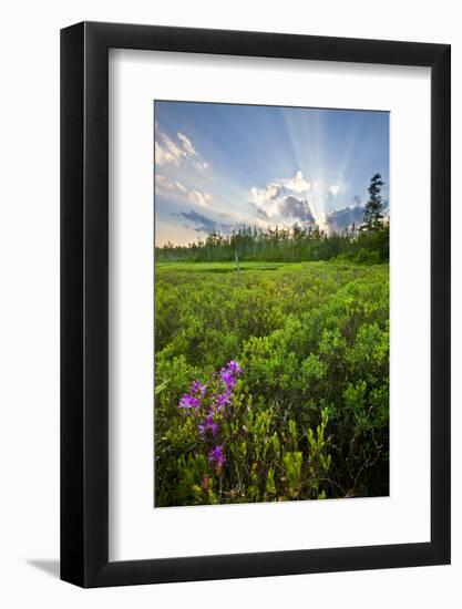 Rhodora Blooms in a Bog in New Hampshire's White Mountains-Jerry & Marcy Monkman-Framed Photographic Print