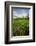 Rhodora Blooms in a Bog in New Hampshire's White Mountains-Jerry & Marcy Monkman-Framed Photographic Print