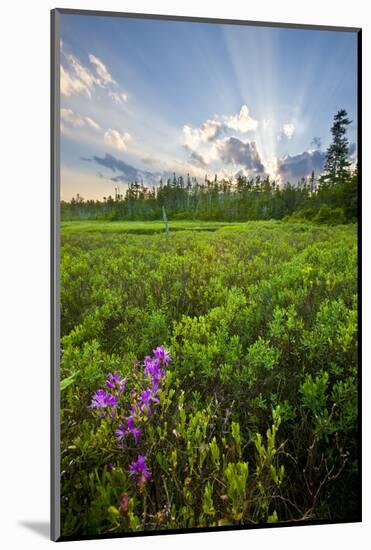 Rhodora Blooms in a Bog in New Hampshire's White Mountains-Jerry & Marcy Monkman-Mounted Photographic Print