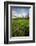 Rhodora Blooms in a Bog in New Hampshire's White Mountains-Jerry & Marcy Monkman-Framed Photographic Print