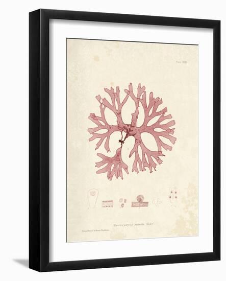 Rhodymenia palmetta-Henry Bradbury-Framed Giclee Print