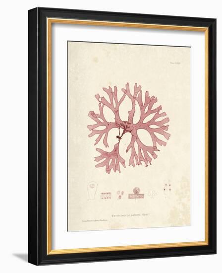 Rhodymenia palmetta-Henry Bradbury-Framed Giclee Print