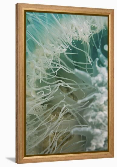 Rhopilema Nomadica Jellyfish-null-Framed Premier Image Canvas