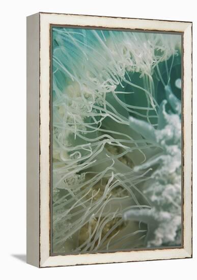 Rhopilema Nomadica Jellyfish-null-Framed Premier Image Canvas