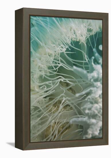 Rhopilema Nomadica Jellyfish-null-Framed Premier Image Canvas