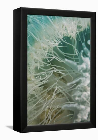 Rhopilema Nomadica Jellyfish-null-Framed Premier Image Canvas