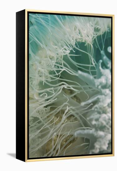 Rhopilema Nomadica Jellyfish-null-Framed Premier Image Canvas