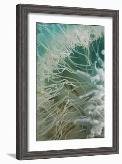 Rhopilema Nomadica Jellyfish-null-Framed Photographic Print