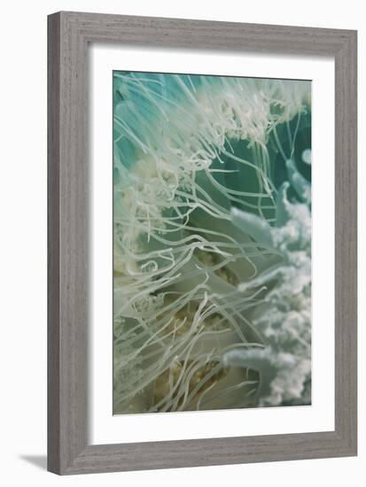 Rhopilema Nomadica Jellyfish-null-Framed Photographic Print