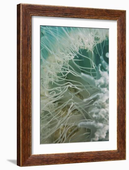 Rhopilema Nomadica Jellyfish-null-Framed Photographic Print