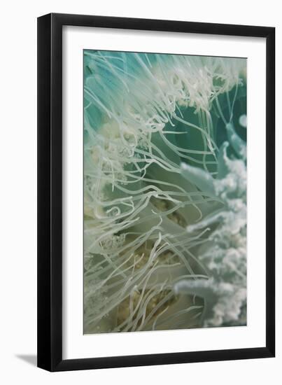 Rhopilema Nomadica Jellyfish-null-Framed Photographic Print