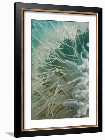 Rhopilema Nomadica Jellyfish-null-Framed Photographic Print