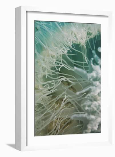 Rhopilema Nomadica Jellyfish-null-Framed Photographic Print